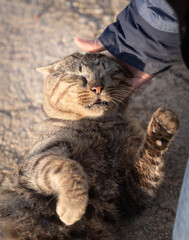 Gato Abandonado