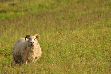 Close-up shot of a lonely Icelandic sheep grazing in a tall meadow landscape in Iceland