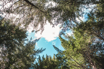 Botanic Garden's beautiful sky, clouds, trees, roads and flowers