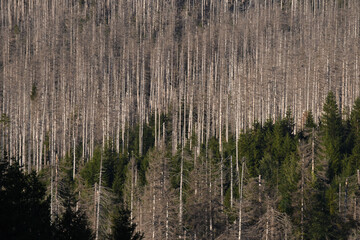 Aerial view of the dense dead trees eaten by the bark beetles in the Harz mountains