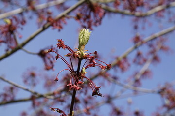 Red maple leaf buds and young samaras