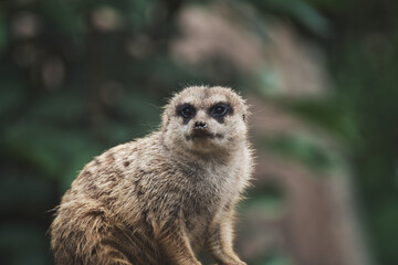 Closeup of a meerkat in a zoo
