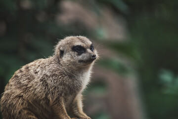 Naklejka na ściany i meble Closeup of a meerkat in a zoo