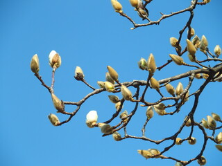 開花間近のハクモクレンと春の青空