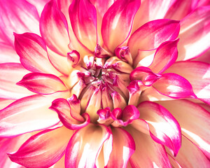 Close up of a pink and white Lady Darlene dahlia flower.