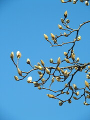 開花間近のハクモクレンと春の青空