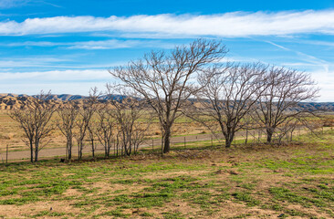 Fototapeta na wymiar Treeline in a Field at Carrizo Plain National Monument