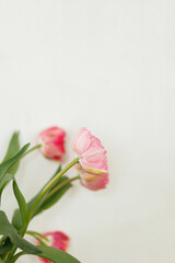 Stylish beautiful pink tulips bouquet on rustic white wall background. Floral arrangement in farmhouse. Spring flowers composition, copy space. Happy mothers day and womens