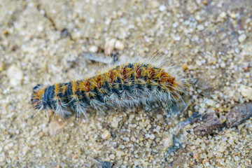 close-up of a pine processionary caterpillar