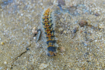 close-up of a pine processionary caterpillar