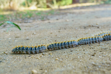 group of processionary caterpillars in a row