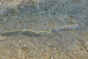 Fototapeta premium group of processionary caterpillars in a row