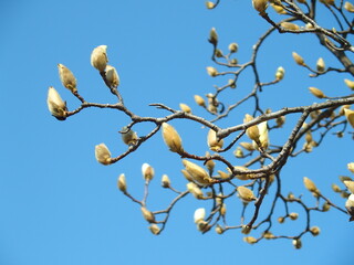 開花間近のハクモクレンと春の青空