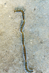 group of processionary caterpillars in a row