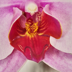 Red orchid in detail