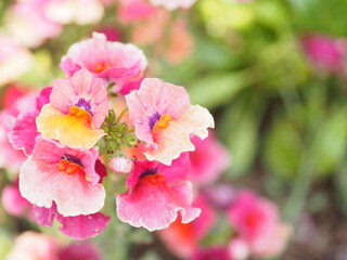 Obraz premium ピンクのネメシア, Nemesia