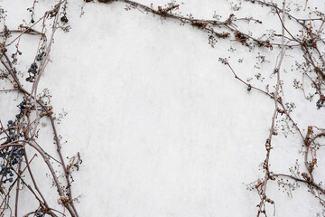 Frame from grape branches with dried berries on white stone background, copy space