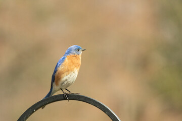 This cute little bluebird sat perched on this black metal shepherds hook. I love his pretty orange and white belly with the blue feathers on top. His cute little eyes look on with his tiny beak.