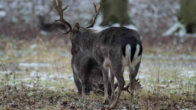 Male roe deer playfully cuckolding with horns in snowy Czechia Forest