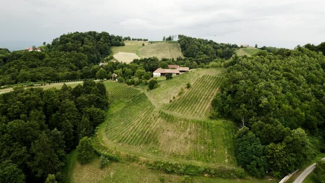 drone image of a vineyard in Austria