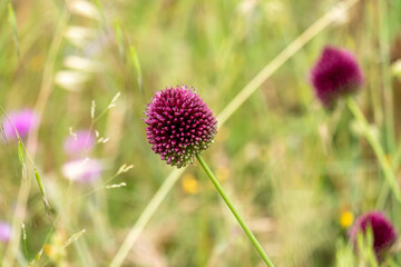 Allium sphaerocephalon flowers in bloom are purple, round in shape with a natural backgroundround - obrazy, fototapety, plakaty