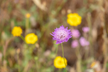 Scabiosa atropurpurea Pincushion Flower plant with beautiful purple and white flowers with purple stamens.
