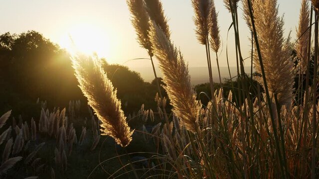 Flowers at sunset in backlight with valley below. San Luis, Argentina. Pampa grass (Cortaderia selloana)
