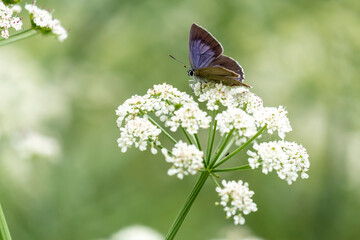 A lovely purple oak butterfly resting on a flower of the pimpinella anisum. Quercusia quercus butterfly © mestock