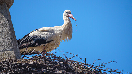 stork in a nest. Animal photography