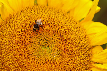 Sunflower "Helianthus annuus", closeup of flower head and seeds, with bee collecting pollen nectar. Bright summer yellow. Dublin, Ireland