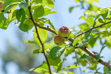 Young fruits of flowering quince on the tree
