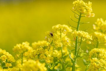 Blooming canola flowers and honey bee
