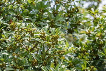 Young fruit of Japanese bayberry, on the tree