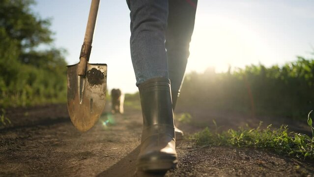 Agriculture concept.Farmer with shovel and tablet walking through maize field.Green field of corn in rays of sun.Harvest of corn on fertile soil.Farmer in rubber boots with dog walk along rural road