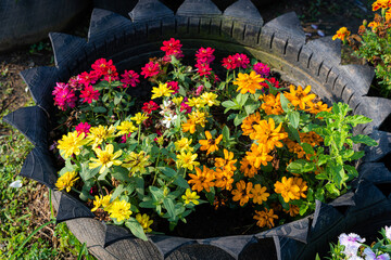 Fototapeta na wymiar Beautiful Zinnia (Zinnia violacea Cav.) flowers arrangement ornamental plants in pots with spring or summer flowers garden outdoors,Home gardening concept