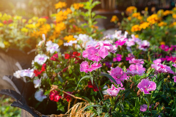 Beautiful Zinnia (Zinnia violacea Cav.) flowers arrangement ornamental plants in pots with spring or summer flowers garden outdoors,Home gardening concept