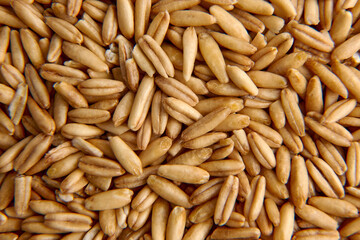Whole oat seeds for sprouting close-up