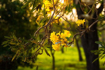 Beautiful blooming Yellow Golden Tabebuia Chrysotricha flowers with the park in spring day at Evening background in Thailand.