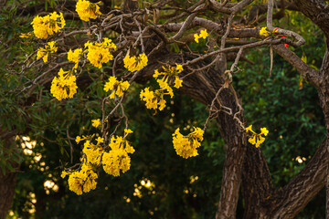 Beautiful blooming Yellow Golden Tabebuia Chrysotricha flowers with the park in spring day at Evening background in Thailand.
