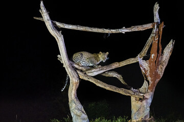 Leopard big cats in the wildernes of the Masai Mara