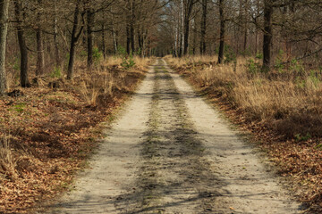 Dirt road in forest with bare trees.