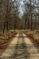 Dirt road in forest with bare trees.