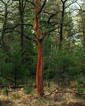 Tree with red colored bark in forest.