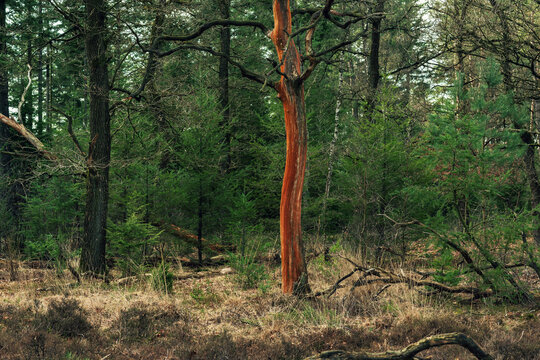 Tree with red colored bark in forest.