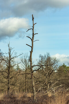 Dead tree in forest under blue cloudy sky.