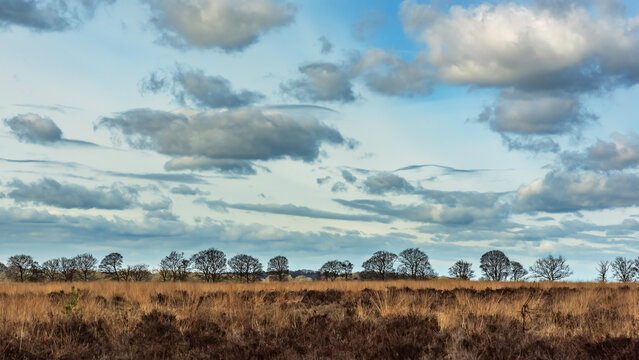Heath landscape with bare trees on horizon under a cloudy sky.