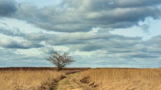Solitary bare tree in heath landscape under a cloudy sky.