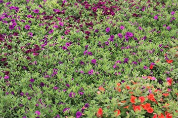 Fototapeta premium Field of purple flowers