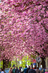 Kirschbl&uuml;te - Sakura - Bl&auml;tterdach