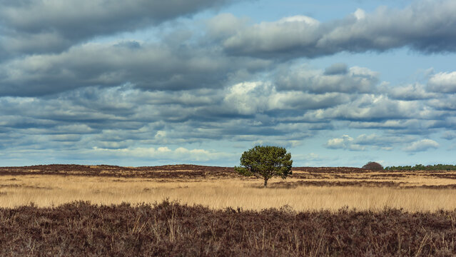Solitary pine tree in heath landscape under a cloudy sky.